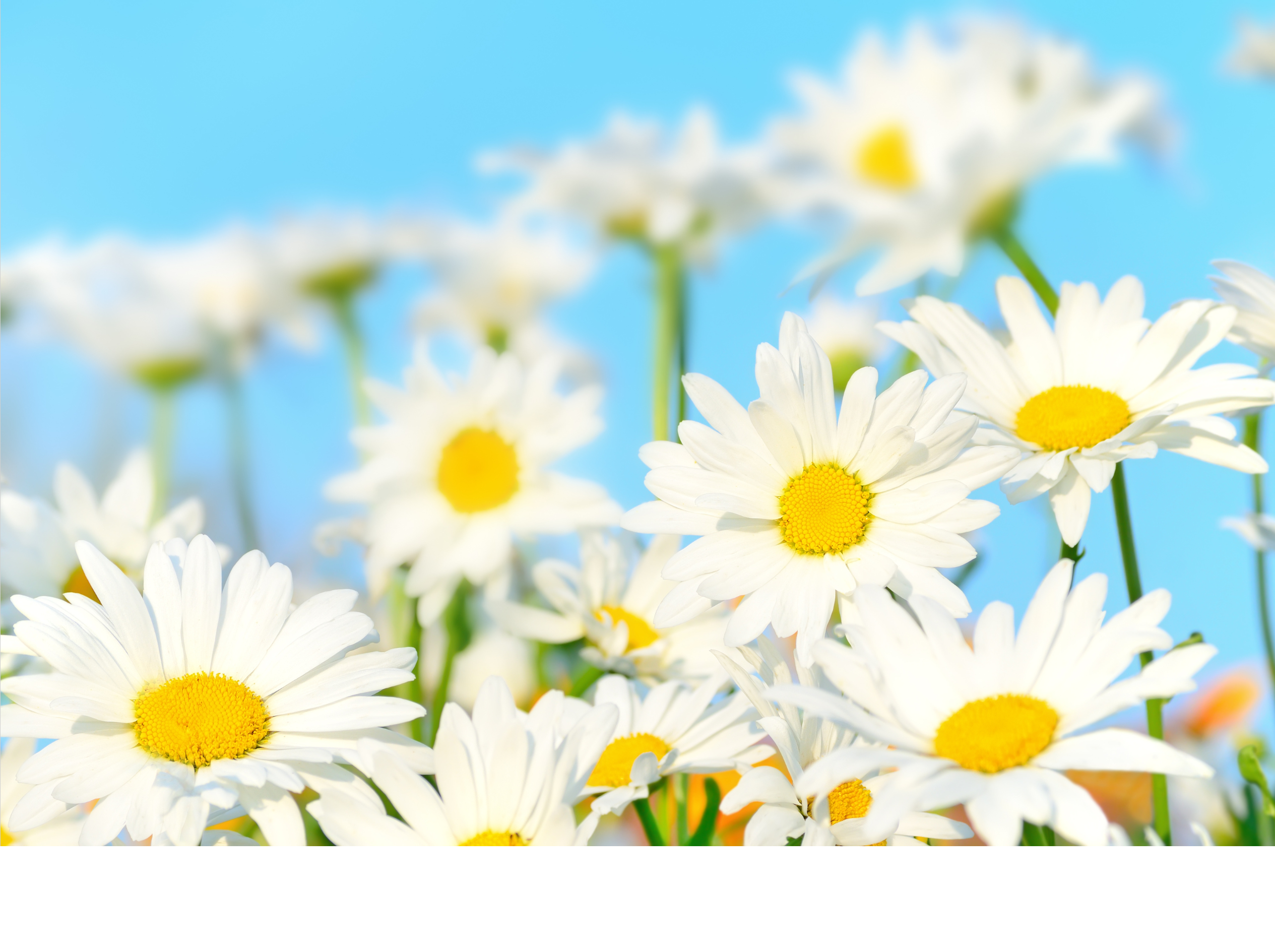 Rice and Walnut Exfoliating Powder - Roman Chamomile