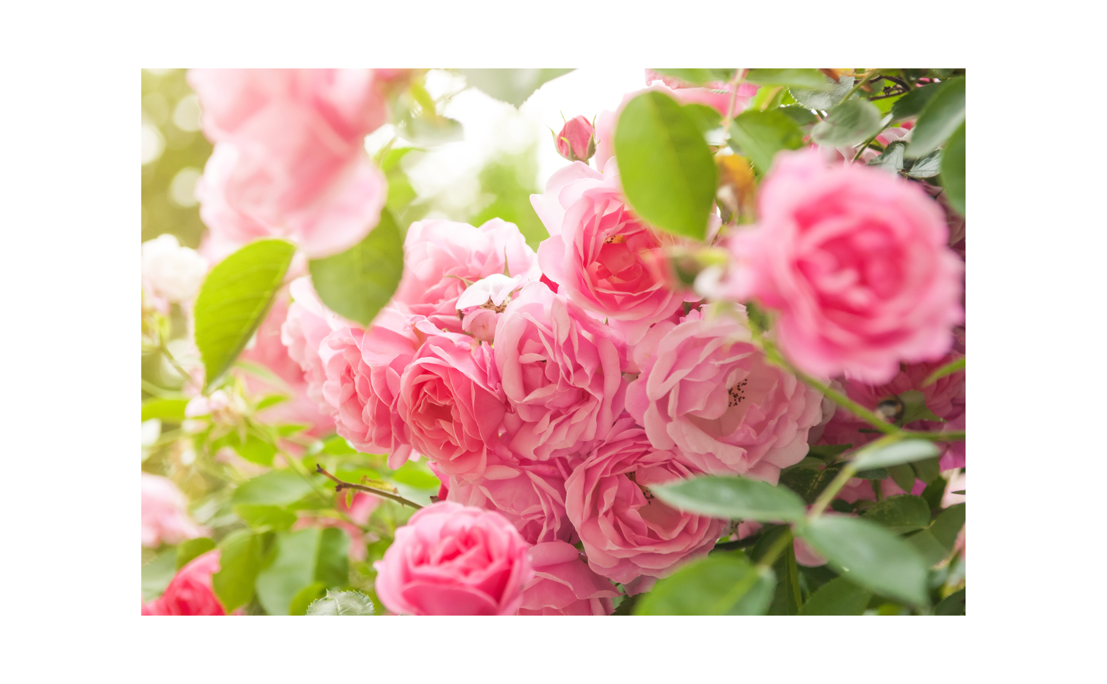 Rice and Walnut Exfoliating Powder - Rose Petals